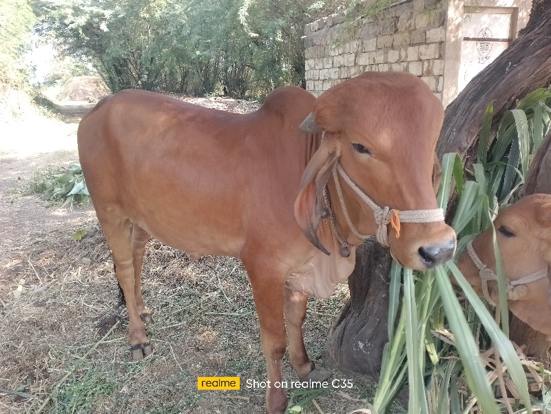 વેચવાની સે