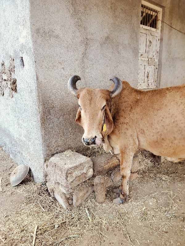 ગાય આપવાની છે.