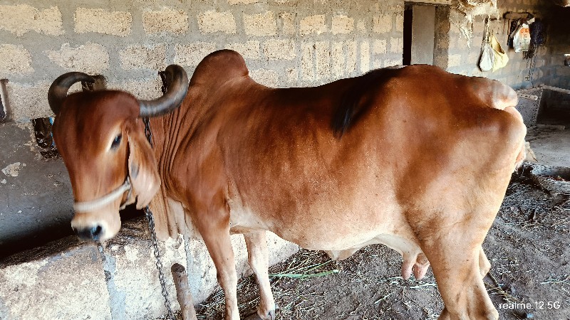 ગીર ગાય વેચવાની...