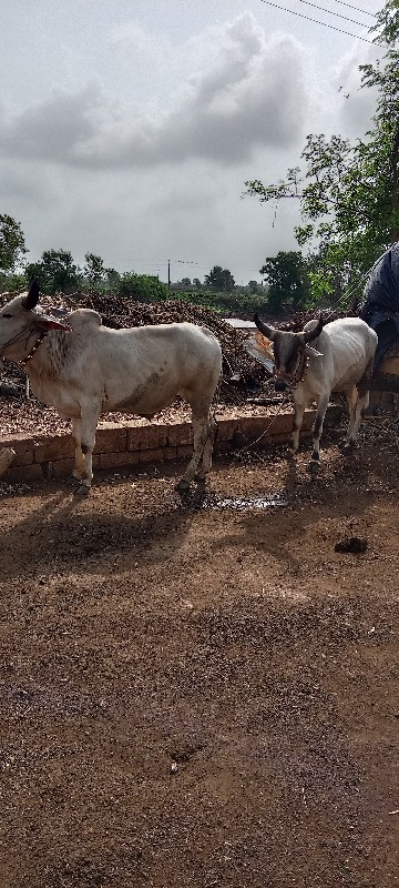 ગોઠલા વેચવાના છ...