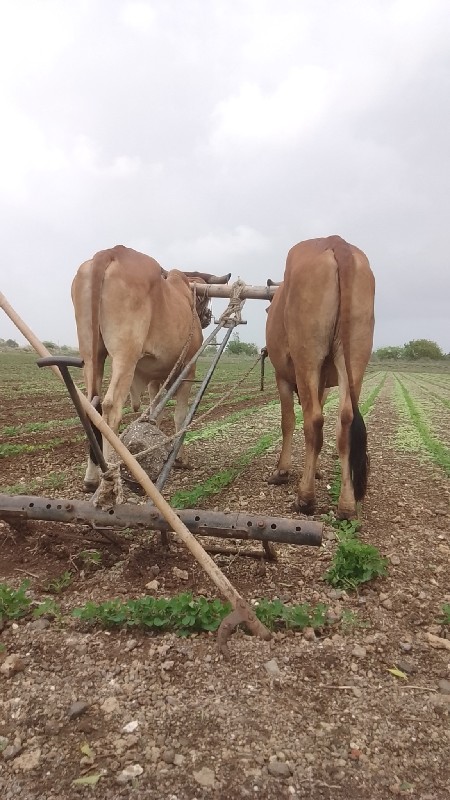 ગૉધલા વૅચવાના છ...