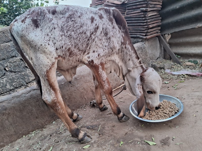 વાસડો દેવાનો સે