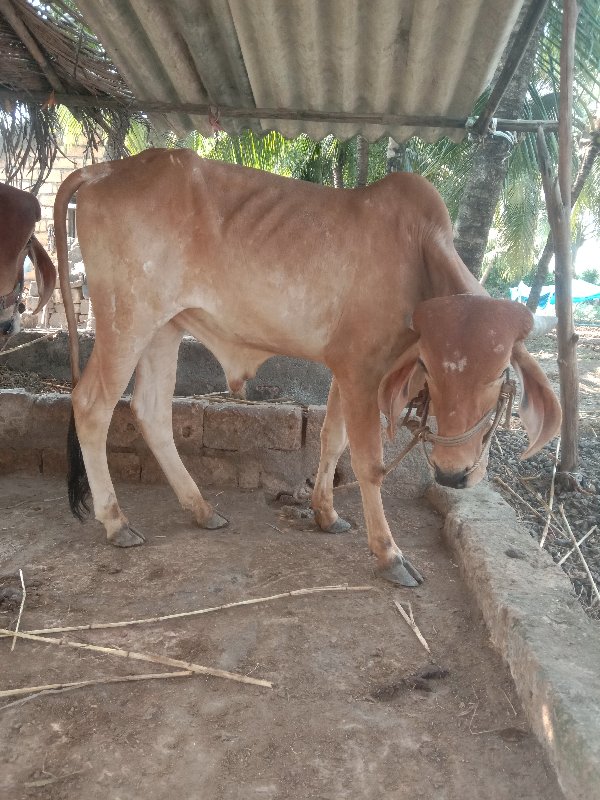 ગોઢલો