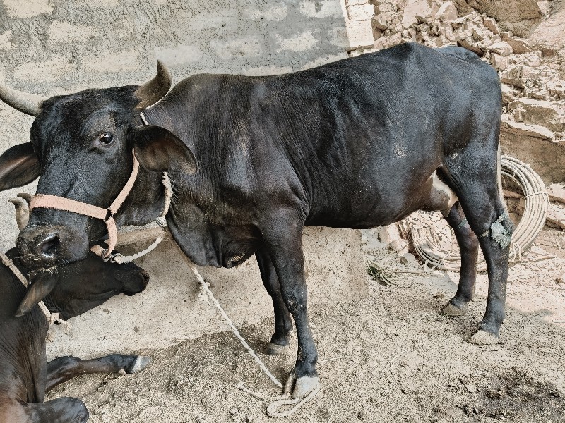 જરશી ગાય વેસવાન...