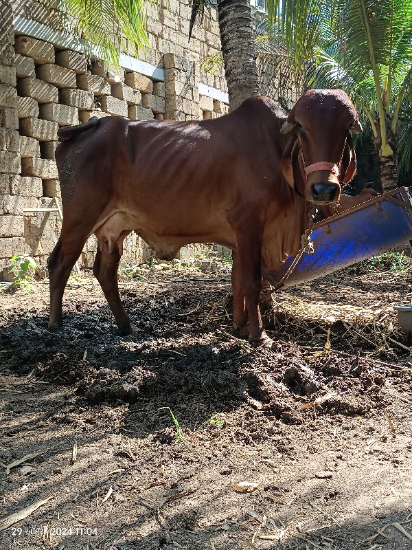 ગિર ગાય