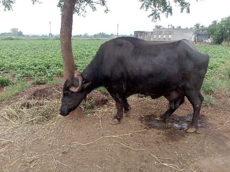 ભેંસ વેચવાની છે