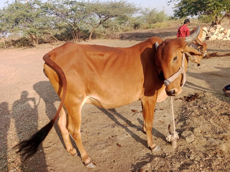 ગાય વેચવાની છે