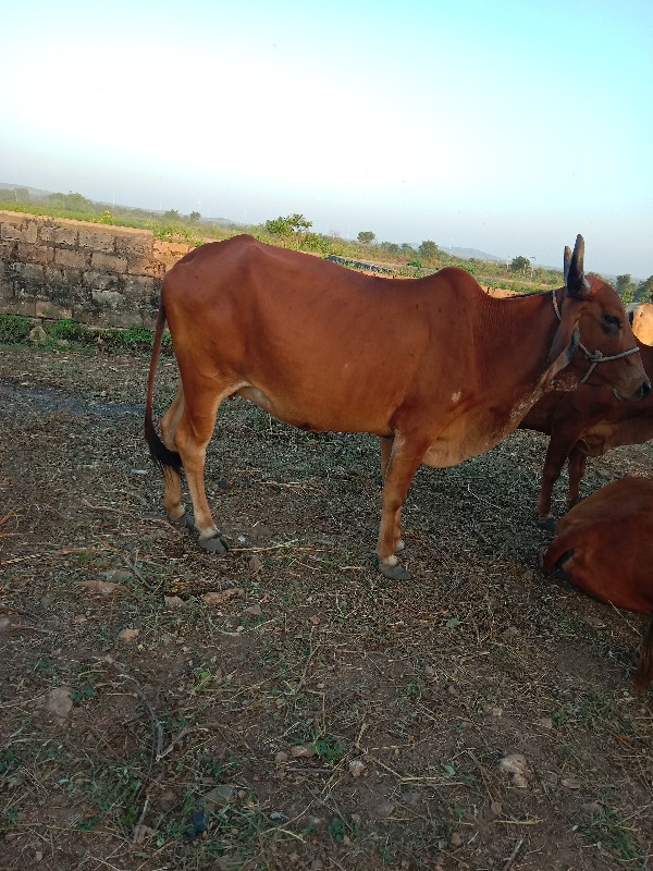 ગાય વેચવાની છે