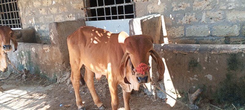 ગીર વાસડી વેસવા...