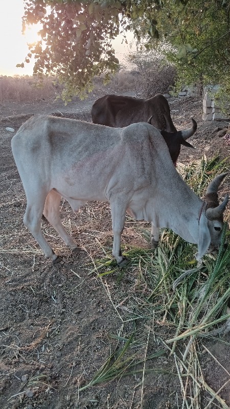 બળદ ગોઢલા