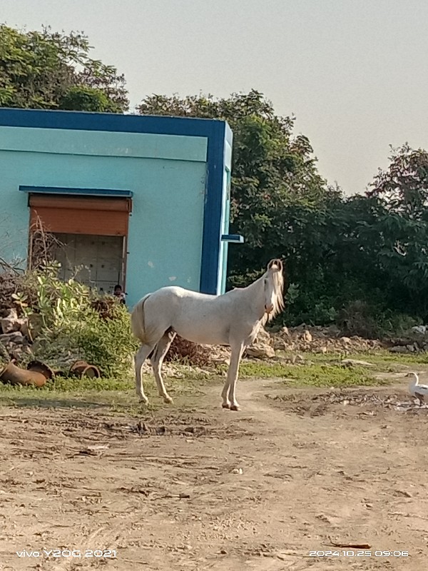 આ ઘોડી વેચવાની...