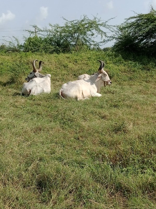 બરધ વેસ્વના che