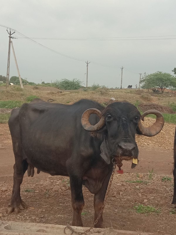 ભુરી ભેંસ વેચવા...