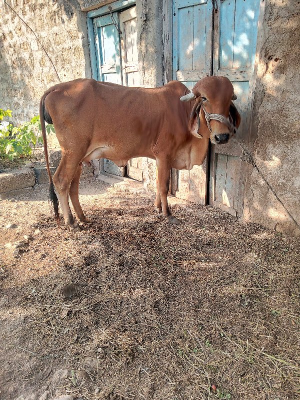 ગાય પેલા વેતરણમ...