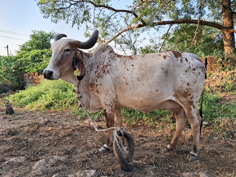 ગાય વેચવાની છે