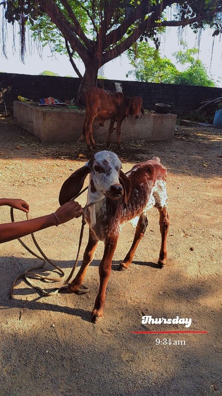 ગાય વેચવાની છે