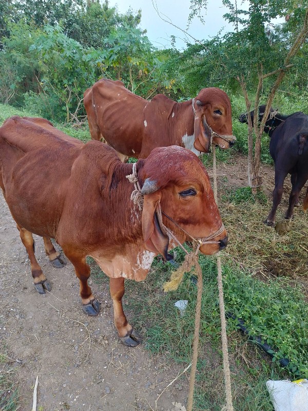 ગોદલા