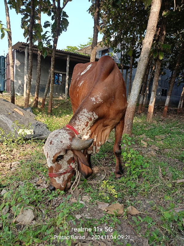 ગીર ઓડકી વેચવાન...