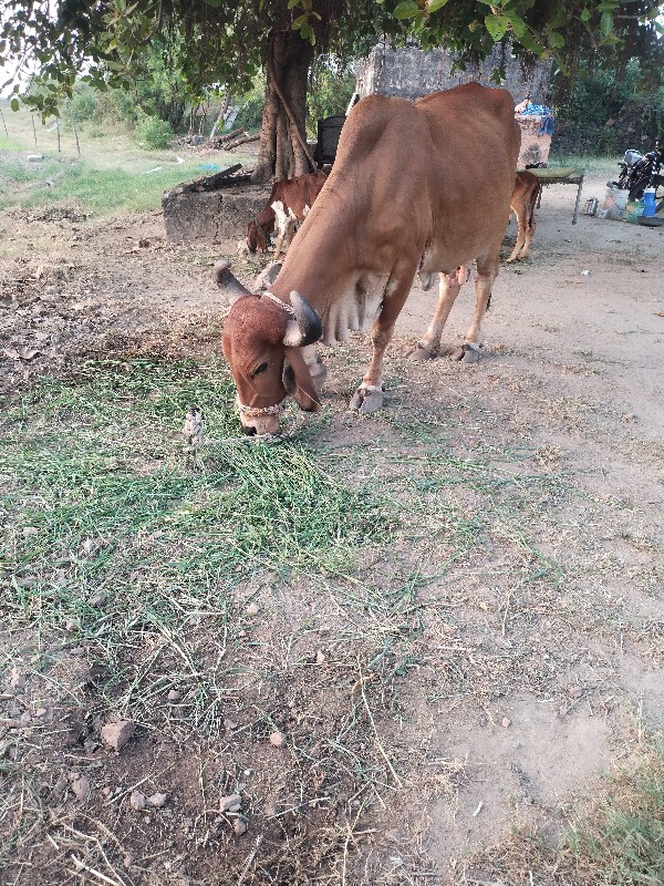 ગાય વેચવાની છે