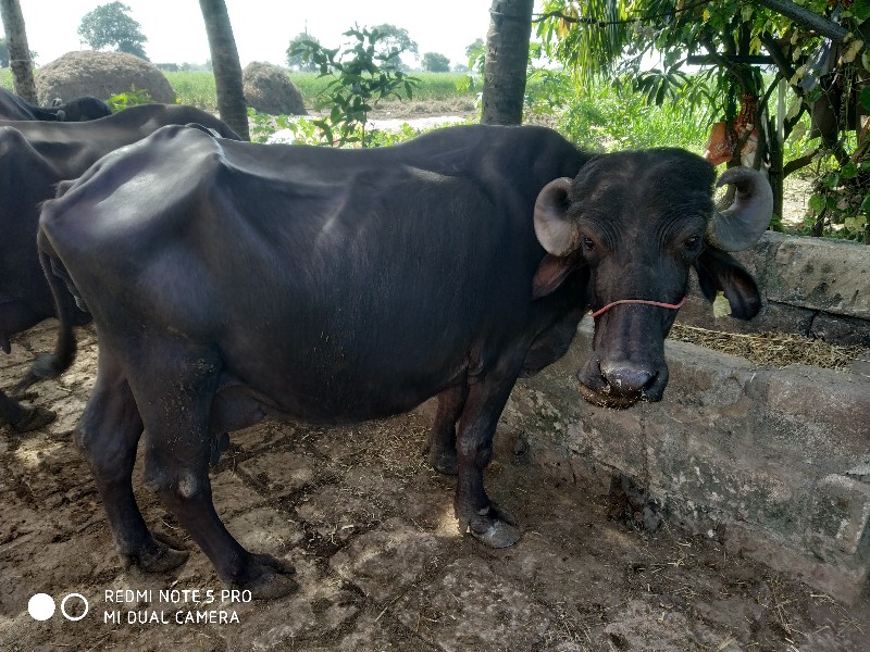 ભેંસ વેચવાની છે