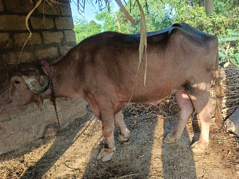 ખડેલી વેચવાની છ...