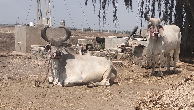 બળદ વેચવાના છે...