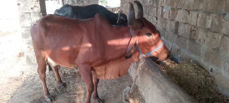 ગાય વેચવાની છે