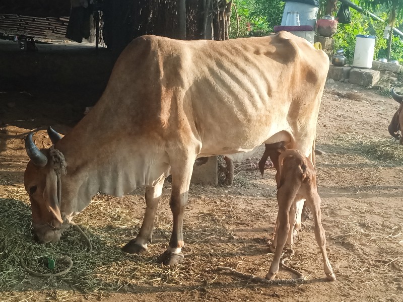 ગાય વેચવાની છે...