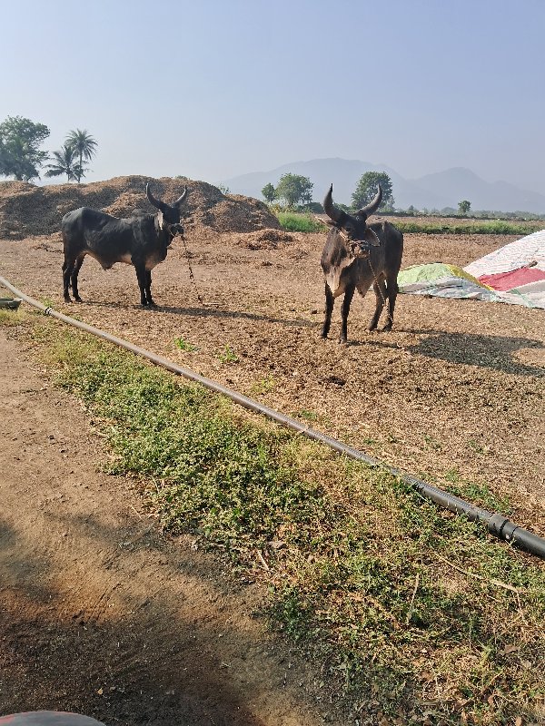 ગોઢલા વેસવા ના...