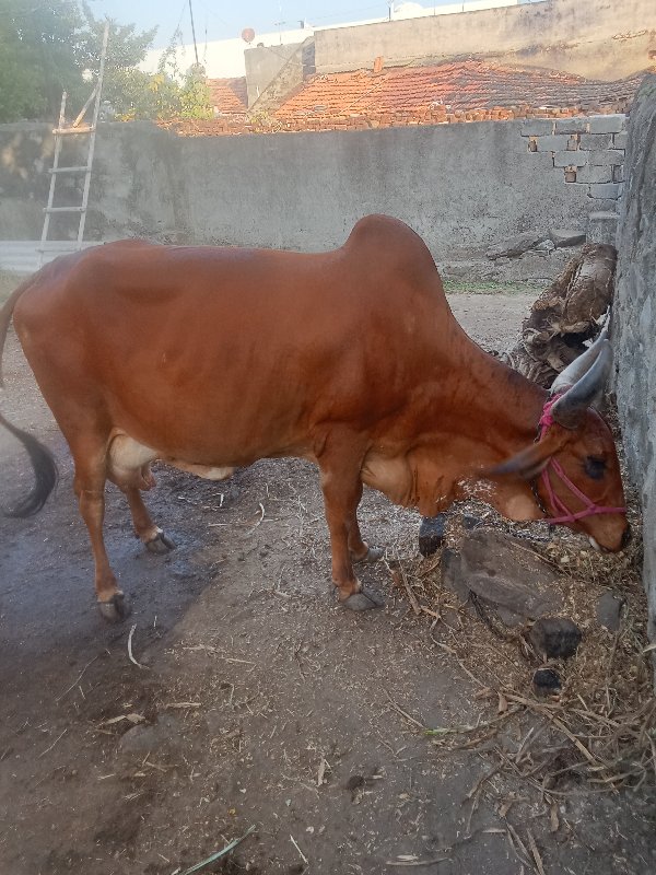 ગાય વેચવાની છે