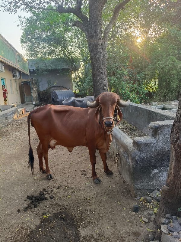 દેશી ગીર ગાય