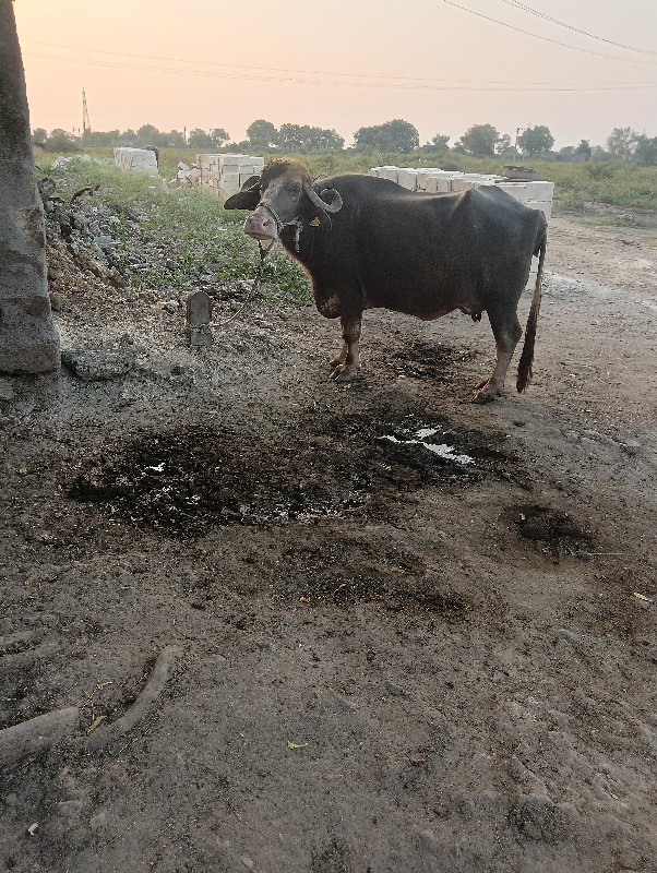 ભૈસ વેસવાનિસે