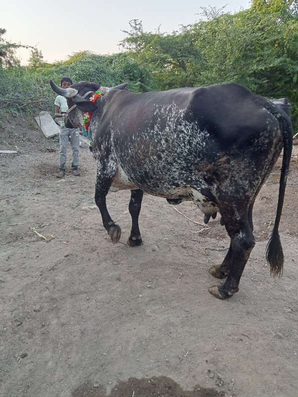 બે ગાય વેસવાની...