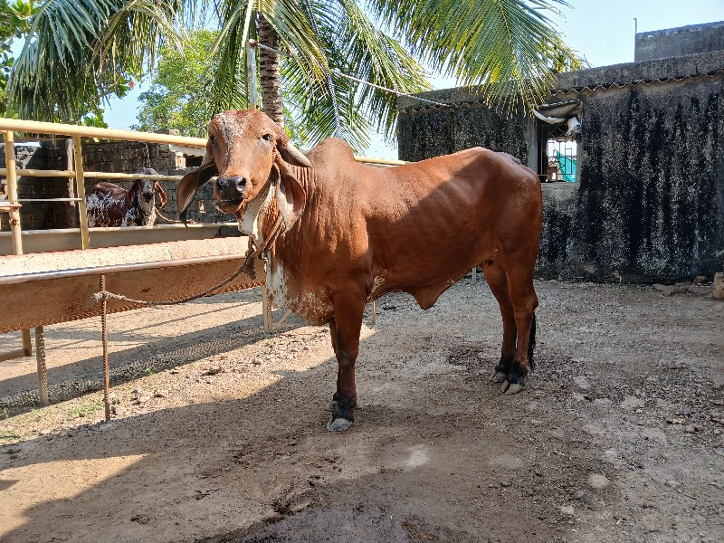 ગીર હોડકી વેચવા...