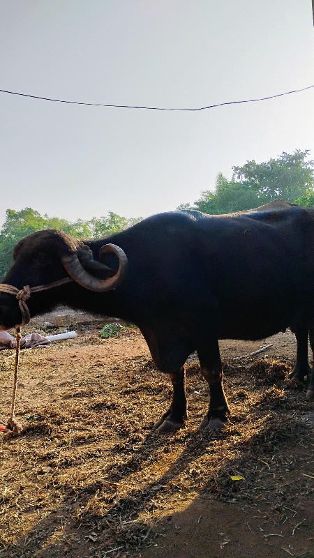 ભેંસ વેચવાની છે