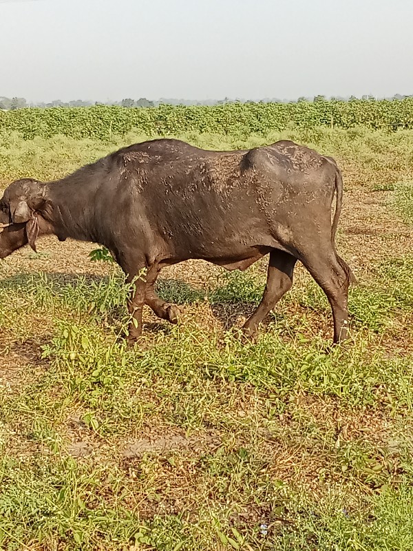 પાડો વેચવાનો છે