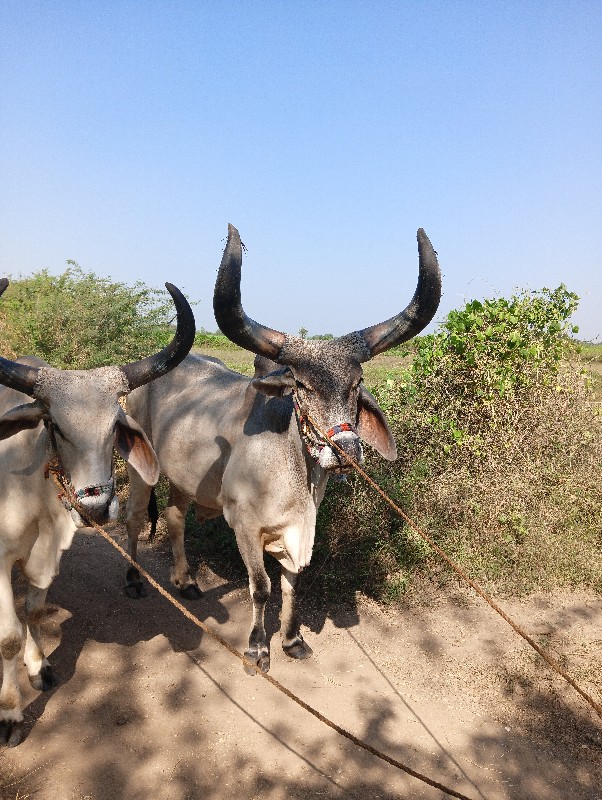 બળદ વેચવાના છે