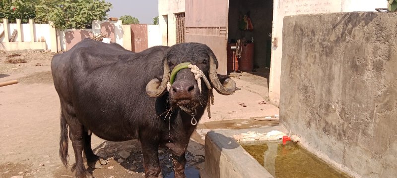 ભેંસ વેચવા ની છ...