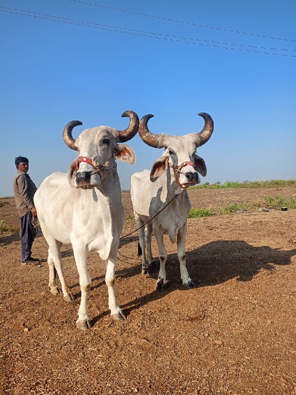 બળદ