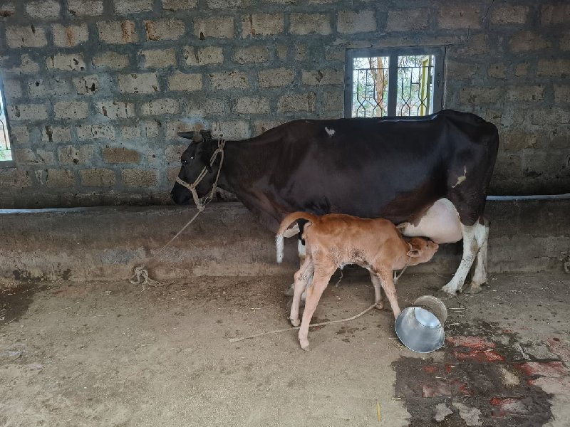 જર્સી એસ એફ ક્ર...