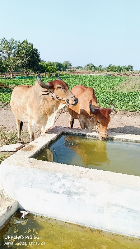 બધા માચાલુ