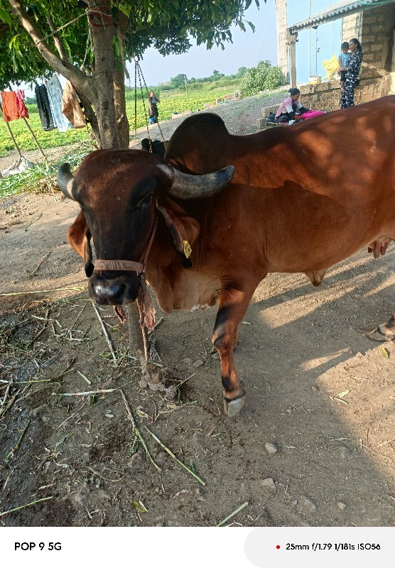 ગાય વેશવા નીં છ...