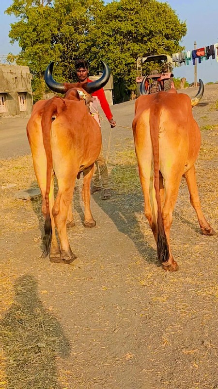 અરવિંદ દેવીપુજક