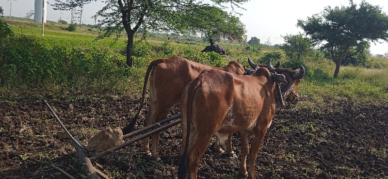 ગોરીયા ગોઢલા 1વ...