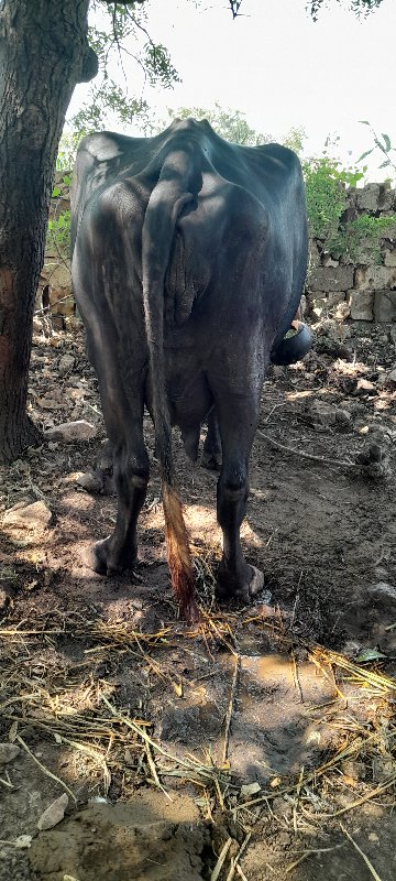 જાફરા બાદી ટોપલ