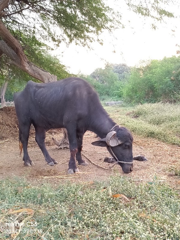 ભેંસ