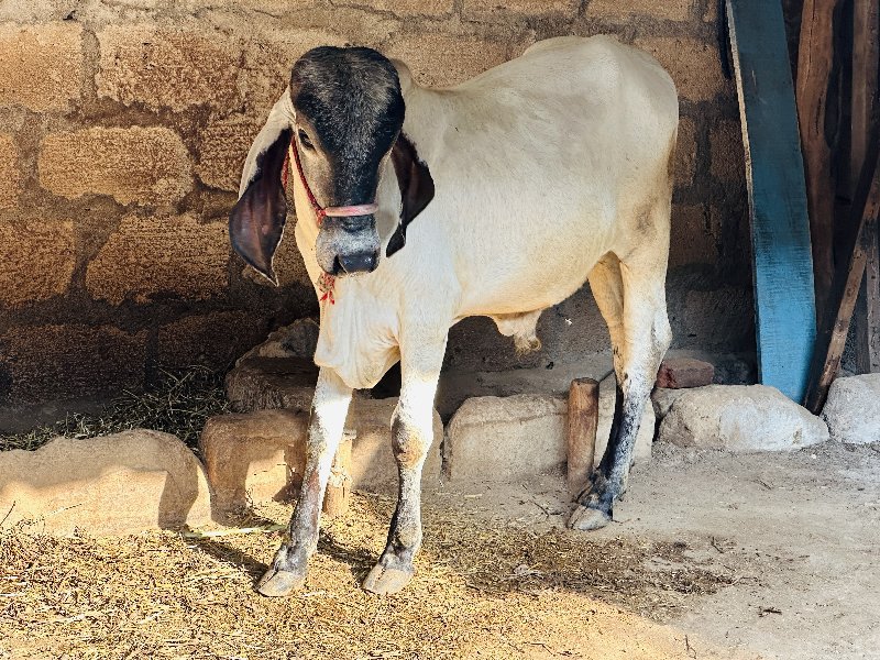 ગીર લિલડો બુલ