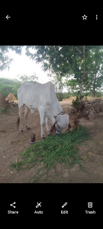 ગાય