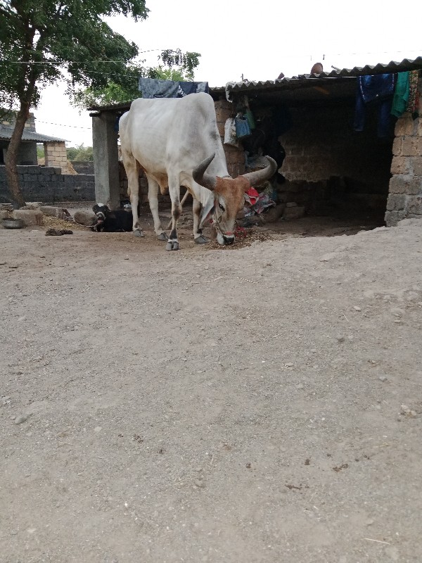 બરધવેચવાનોચે