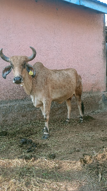 દેશી ગાય